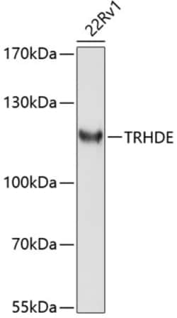 Invitrogen TRHDE Polyclonal Antibody 100 &mu;L; Unconjugated:Antibodies,