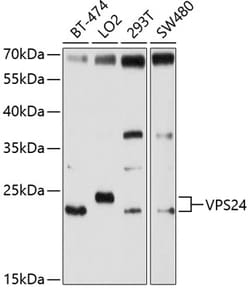 Invitrogen CHMP3 Polyclonal Antibody 100 &mu;L; Unconjugated:Antibodies,