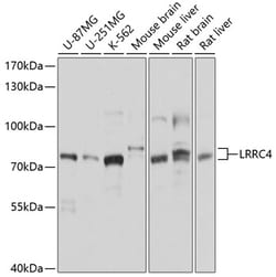 Invitrogen LRRC4 Polyclonal Antibody 100 &mu;L; Unconjugated:Antibodies,