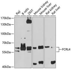Invitrogen FCRL4 Polyclonal Antibody 100 &mu;L; Unconjugated:Antibodies,
