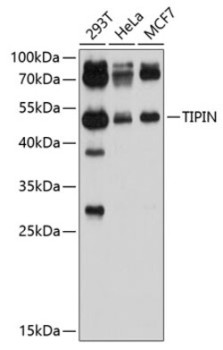Invitrogen TIPIN Polyclonal Antibody 100 &mu;L; Unconjugated:Antibodies,
