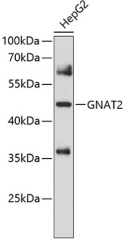 Invitrogen GNAT2 Polyclonal Antibody 100 &mu;L; Unconjugated:Antibodies,