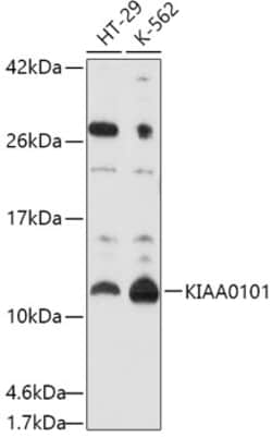 Invitrogen KIAA0101 Polyclonal Antibody 100 &mu;L; Unconjugated:Antibodies,