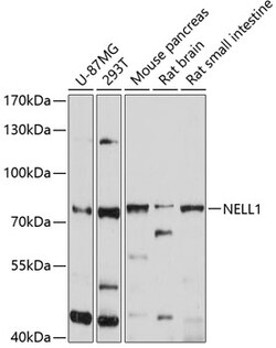 Invitrogen NELL1 Polyclonal Antibody 100 &mu;L; Unconjugated:Antibodies,