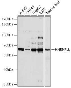Invitrogen hnRNP LL Polyclonal Antibody 100 &mu;L; Unconjugated:Antibodies,