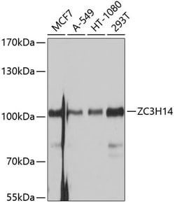 Invitrogen ZC3H14 Polyclonal Antibody 100 &mu;L; Unconjugated:Antibodies,