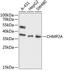 Invitrogen CHMP2A Polyclonal Antibody 100 &mu;L; Unconjugated:Antibodies,