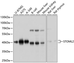 Invitrogen STOML2 Polyclonal Antibody 100 &mu;L; Unconjugated:Antibodies,