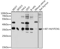 Invitrogen B7-H4 Polyclonal Antibody 100 &mu;L; Unconjugated:Antibodies,