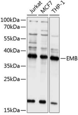 Invitrogen Embigin Polyclonal Antibody 100 &mu;L | Buy Online | Invitrogen&trade; | Fisher Scientific