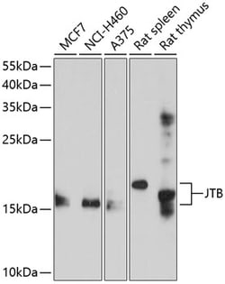 Invitrogen JTB Polyclonal Antibody 100 &mu;L; Unconjugated:Antibodies,
