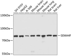 Invitrogen SEMA4F Polyclonal Antibody 100 &mu;L; Unconjugated:Antibodies,