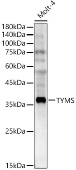 Invitrogen Thymidylate Synthase Polyclonal Antibody 100 &mu;L; Unconjugated:Antibodies,