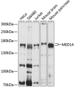 Invitrogen MED14 Polyclonal Antibody 100 &mu;L; Unconjugated:Antibodies,