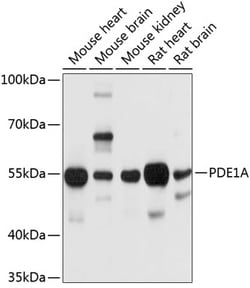 Invitrogen PDE1A Polyclonal Antibody 100 &mu;L; Unconjugated:Antibodies,