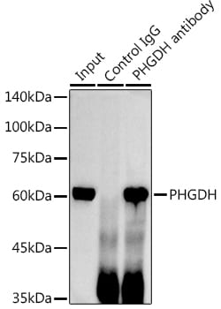 Invitrogen PHGDH Polyclonal Antibody 100 &mu;L; Unconjugated:Antibodies,