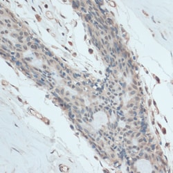 Invitrogen GAPDHS Polyclonal Antibody 100 &mu;L; Unconjugated:Antibodies,