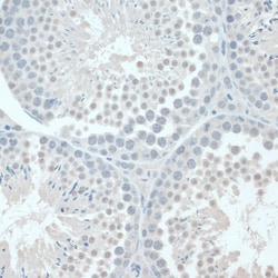 Invitrogen GAPDHS Polyclonal Antibody 100 &mu;L; Unconjugated:Antibodies,