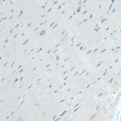Invitrogen GAPDHS Polyclonal Antibody 100 &mu;L; Unconjugated:Antibodies,