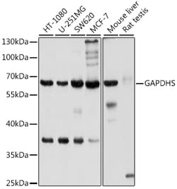 Invitrogen GAPDHS Polyclonal Antibody 100 &mu;L; Unconjugated:Antibodies,