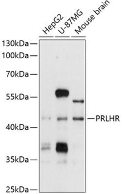 Invitrogen GPR10 Polyclonal Antibody 100 &mu;L; Unconjugated:Antibodies,