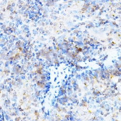 Invitrogen MULT1 (NKG2D Ligand) Polyclonal Antibody 100 &mu;L; Unconjugated:Antibodies,