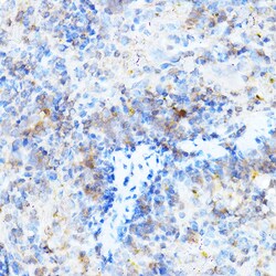 Invitrogen MULT1 (NKG2D Ligand) Polyclonal Antibody 100 &mu;L; Unconjugated:Antibodies,