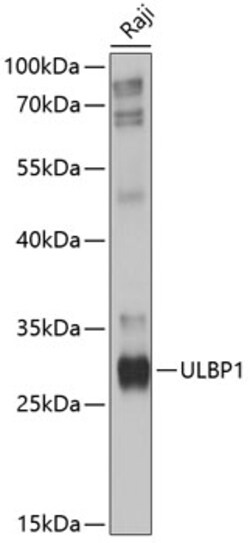 Invitrogen MULT1 (NKG2D Ligand) Polyclonal Antibody 100 &mu;L; Unconjugated:Antibodies,