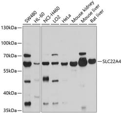 Invitrogen SLC22A4 Polyclonal Antibody 100 &mu;L; Unconjugated:Antibodies,