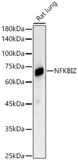 Invitrogen IkB zeta Polyclonal Antibody 100 &mu;L | Buy Online | Invitrogen&trade; | Fisher Scientific
