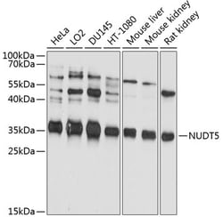 NUDT5 Polyclonal Antibody:Antibodies, Polyclonal