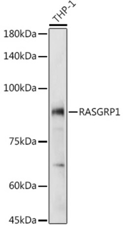 Invitrogen RASGRP1 Polyclonal Antibody 100 &mu;L; Unconjugated:Antibodies,