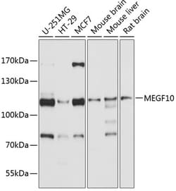 Invitrogen&trade;&nbsp;MEGF10 Polyclonal Antibody