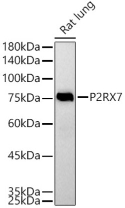 Invitrogen P2X7 Polyclonal Antibody 100 &mu;L; Unconjugated:Antibodies,
