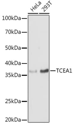 Invitrogen TCEA1 Polyclonal Antibody 100 &mu;L; Unconjugated:Antibodies,