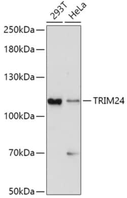 Invitrogen TRIM24 Polyclonal Antibody 100 &mu;L; Unconjugated:Antibodies,