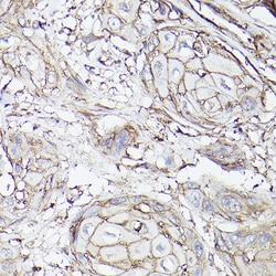 Invitrogen SLC16A3 Polyclonal Antibody 100 &mu;L; Unconjugated:Antibodies,