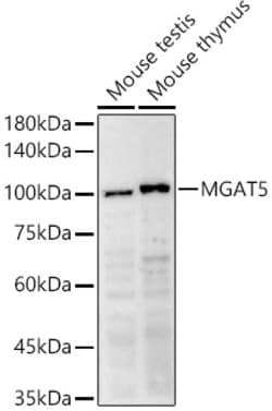 Invitrogen MGAT5 Polyclonal Antibody 100 &mu;L; Unconjugated:Antibodies,