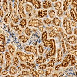 Invitrogen LGMN Polyclonal Antibody 100 &mu;L; Unconjugated:Antibodies,