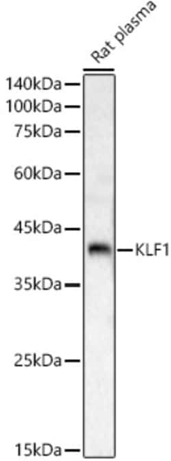 Invitrogen EKLF Polyclonal Antibody 100 &mu;L; Unconjugated:Antibodies,