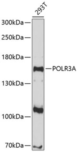 Invitrogen POLR3A Polyclonal Antibody 100 &mu;L; Unconjugated:Antibodies,