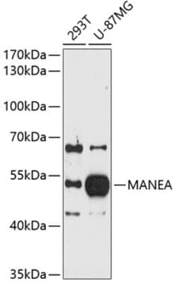 Invitrogen MANEA Polyclonal Antibody 100 &mu;L; Unconjugated:Antibodies,