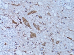 Invitrogen HADH Polyclonal Antibody 100 &mu;L; Unconjugated:Antibodies