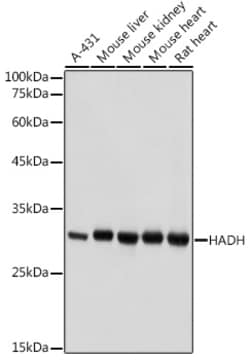 Invitrogen HADH Polyclonal Antibody 100 &mu;L; Unconjugated:Antibodies