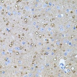 Invitrogen NTF4 Polyclonal Antibody 100 &mu;L; Unconjugated:Antibodies,