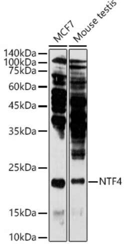 Invitrogen NTF4 Polyclonal Antibody 100 &mu;L; Unconjugated:Antibodies,