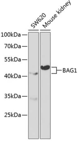 Invitrogen BAG1 Polyclonal Antibody 100 &mu;L; Unconjugated:Antibodies,