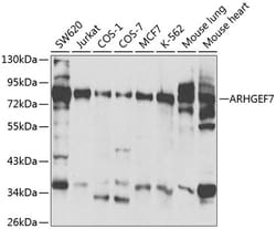 Invitrogen ARHGEF7 Polyclonal Antibody 100 &mu;L; Unconjugated:Antibodies,