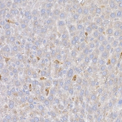 Invitrogen HMOX1 Polyclonal Antibody 100 &mu;L; Unconjugated:Antibodies,