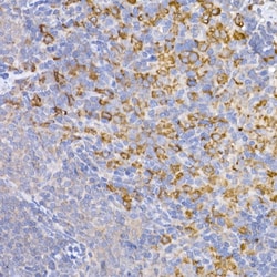 Invitrogen HMOX1 Polyclonal Antibody 100 &mu;L; Unconjugated:Antibodies,